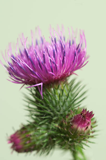 Thistle flower Thistle flower over green background, closeup shot bristlethistle stock pictures, royalty-free photos & images