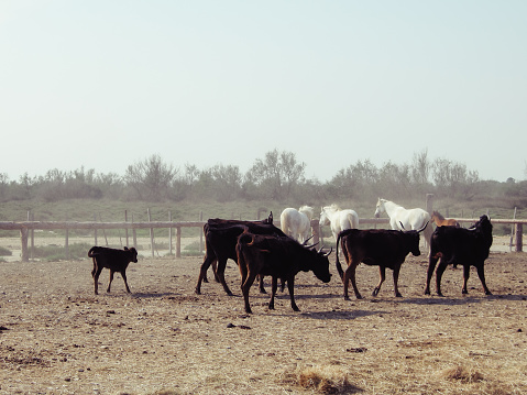 horses and cow breeding farm
