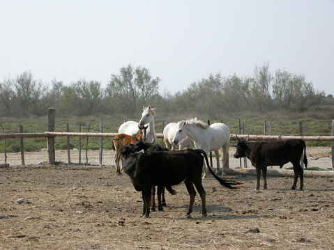 horses and cow breeding farm