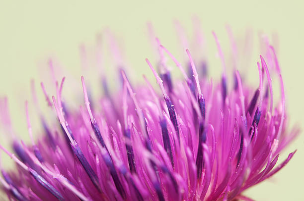 Thistle flower Thistle flower over green background, closeup shot bristlethistle stock pictures, royalty-free photos & images