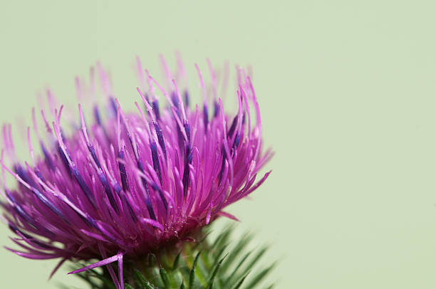 Thistle flower Thistle flower over green background, closeup shot bristlethistle stock pictures, royalty-free photos & images