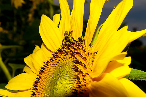 Girasol campos - foto de stock