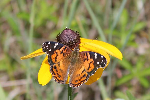 istock Orange Butterfly on a Yellow Flower 577318724
