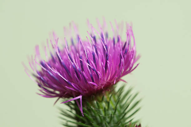 Thistle flower Thistle flower over green background, closeup shot bristlethistle stock pictures, royalty-free photos & images