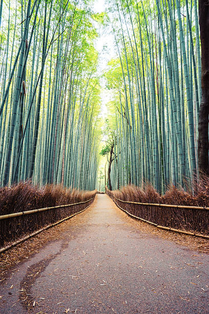istock Arashiyama Bamboo Forest in Kyoto, Japan 577318894