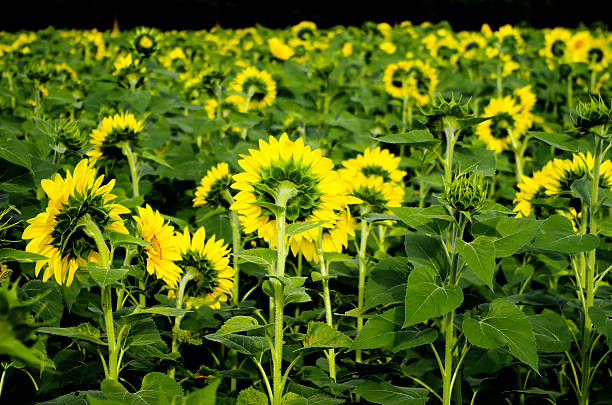 Girasol campos - foto de stock