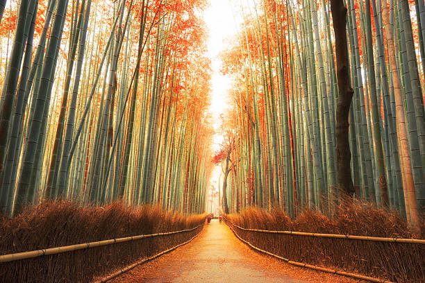 arashiyama foresta di bambù a kyoto, giappone - città di kyoto foto e immagini stock