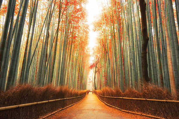 Arashiyama Bamboo Forest in Kyoto, Japan Arashiyama Bamboo Forest in Kyoto, Japan single lane road photos stock pictures, royalty-free photos & images