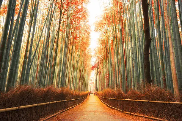 Photo of Arashiyama Bamboo Forest in Kyoto, Japan