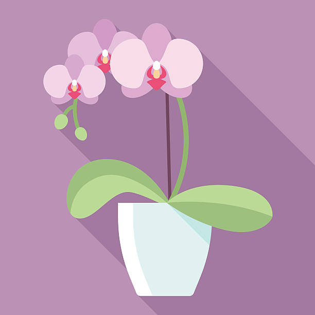 ilustrações, clipart, desenhos animados e ícones de ícone das orquídeas - orchid simplicity single flower flower