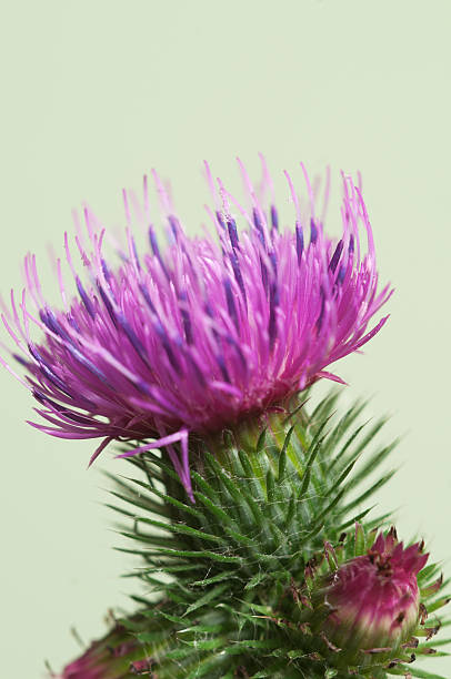 Thistle flower Thistle flower over green background, closeup shot bristlethistle stock pictures, royalty-free photos & images