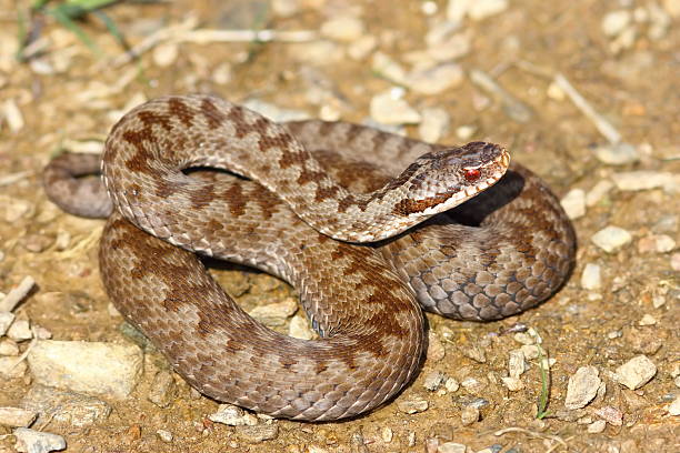 istock colorful female crossed viper 577320152