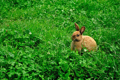 Small ginger baby rabbit is sitting and hiding in the grass. Cute bunny eating the grass. Shot made with Nikon D3000, ISO 1600, f/5