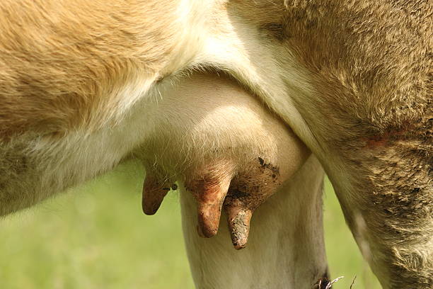 istock cow udder at bio farm 577322120