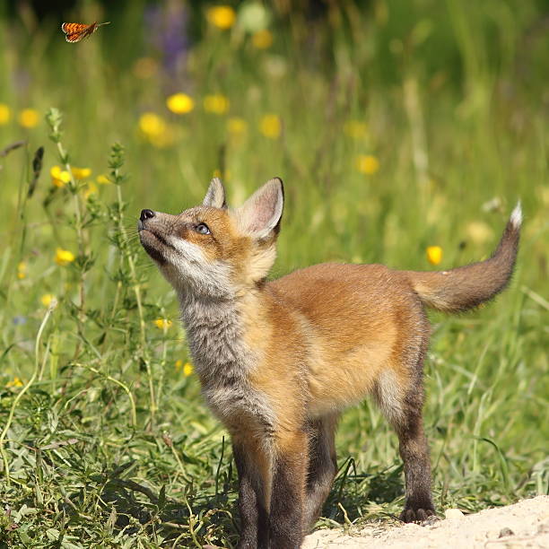 istock cute fox puppy looking after butterfly 577322230