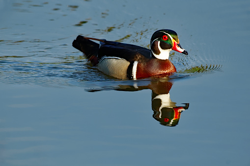 A Wood Duck Drake in breeding plumage floats on the calm waters. The calm water reflects the drake brilliantly. 