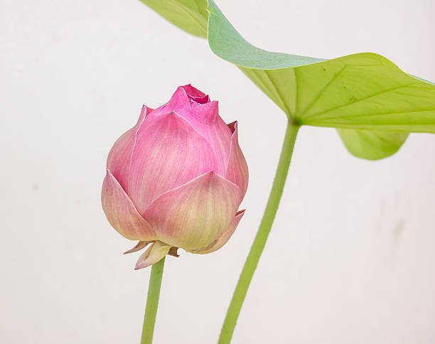istock beautiful bud lotus flower in pond. 577324160