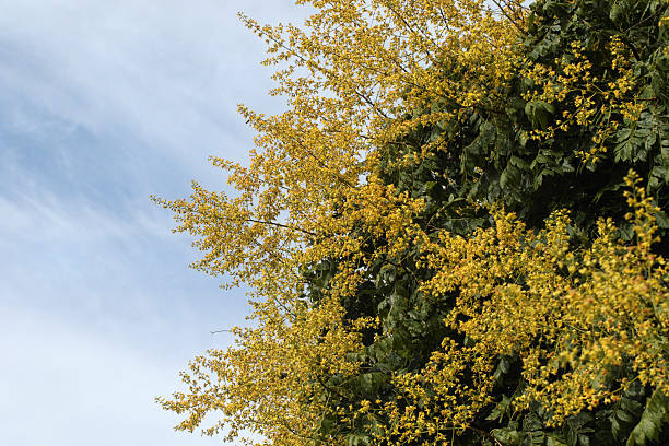 Yellow flowers of golden rain tree (Koelreuteria paniculata) photographed in UK in July. This is a tree transported to the west from the far east in the 18th century.