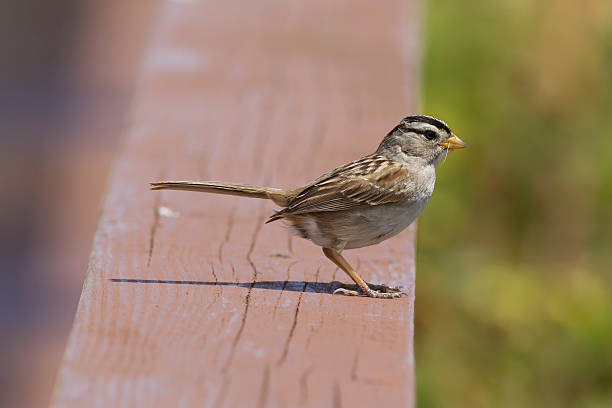 istock Sideview of white crowned sparrow. 577324526
