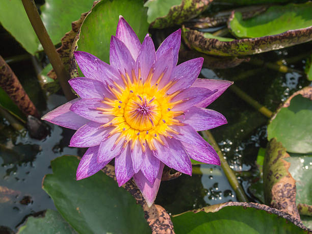 istock beautiful lotus flower 577324602