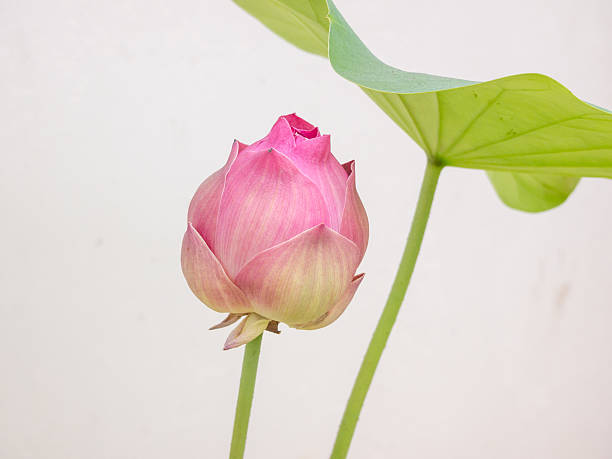 istock beautiful bud lotus flower in pond. 577324852