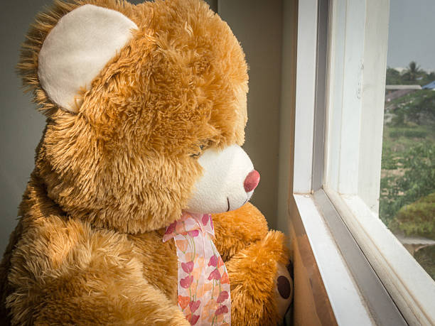 istock Brown bear looking out of the window 577327156