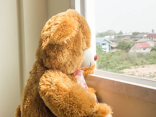 istock Brown bear looking out of the window 577327252