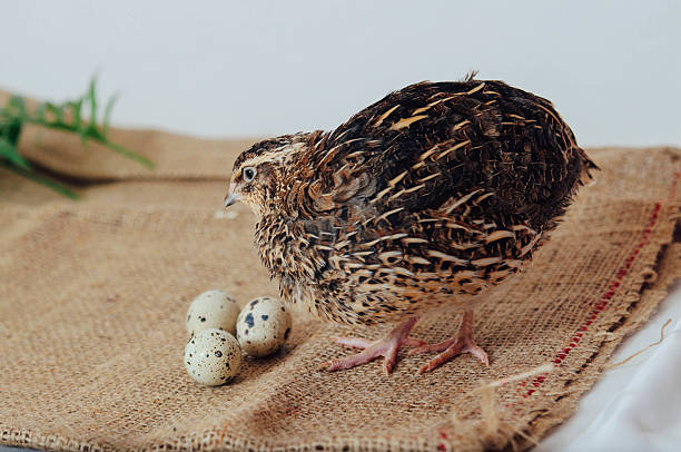the young quail and eggs on sack cloth