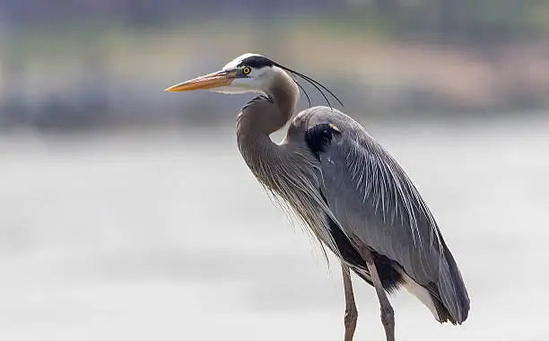 Photo of great blue heron walking by the water