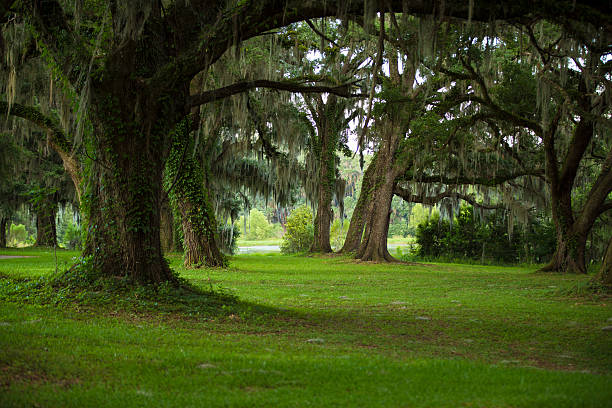 Southwood by the lkae The weather allows all shades of green in Florida year around. Southwood is a neighborhood located in Tallahassee, Florida. It is quiet, peaceful and very colorful. The lake is wrapped around by oak trees and green areas.  tallahassee stock pictures, royalty-free photos & images