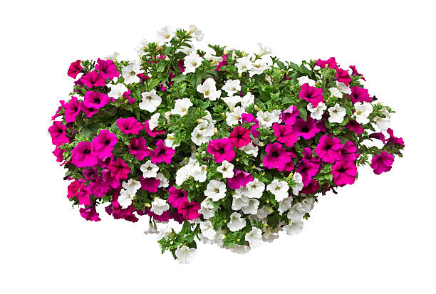 istock petunia flowers isolated with clipping path included 577329736