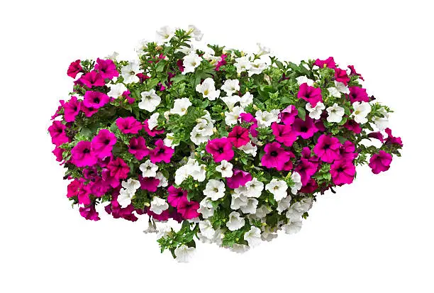 petunia flowers isolated with clipping path included