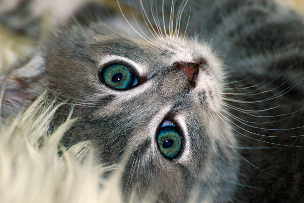 istock cute little cat sleeping on fur 577329910