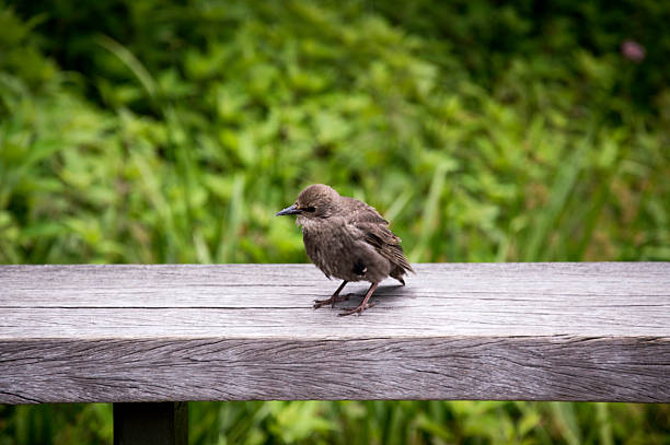 istock Baby bird sitting on a handrail 577330096