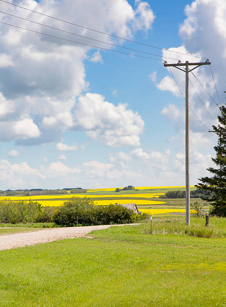 paisaje campestico con campos de canola amarilla - saskatoon saskatchewan prairie field fotografías e imágenes de stock