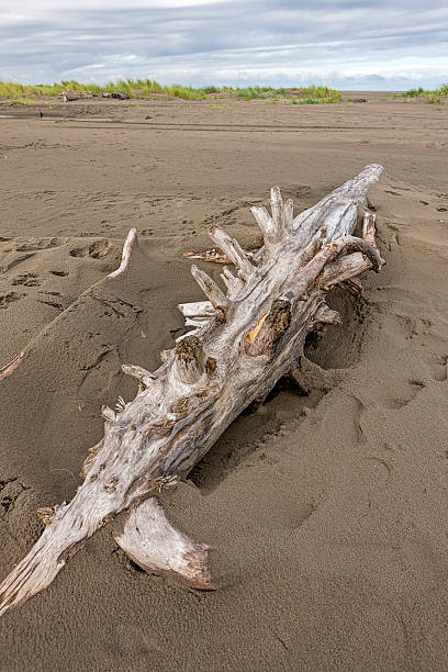 istock Close up of driftwood in the sand. 577331242