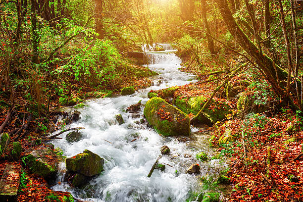 istock View of mountain river among mossy stones and fall woods 577331388