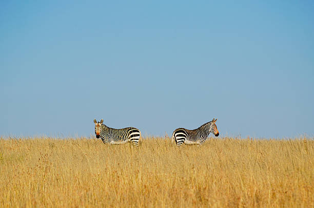 Two zebras on blue sky background and golden color grasses stock photo