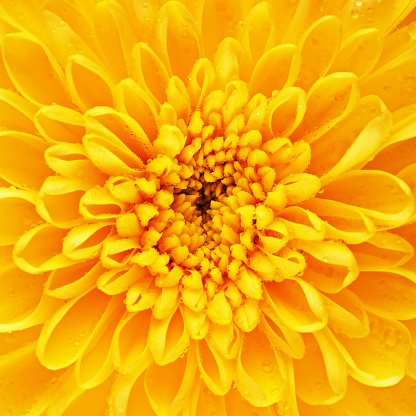 Summer bloom on an orange strawflower. Photographed in Wales, UK.