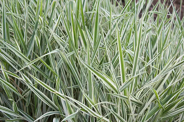 Ribbon grass - Phalaris arundinacea "Picta"