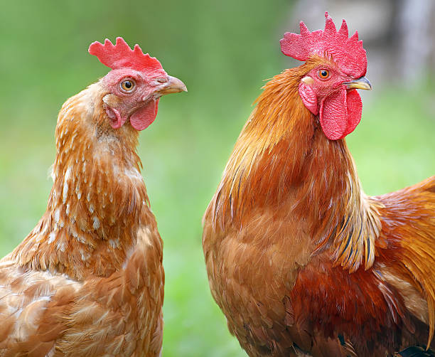 istock Red Hen and rooster on farm. Homemade poultry. 577333876