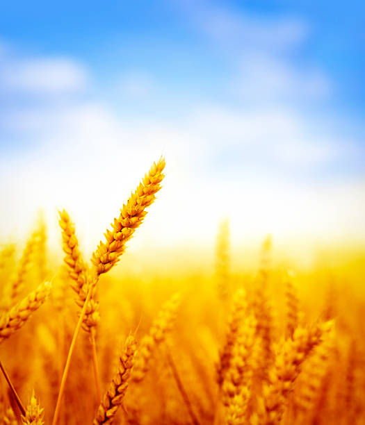 화창한 날에 밀밭 - composition selective focus wheat field 뉴스 사진 이미지