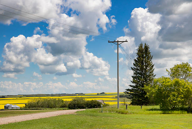 paisaje campestico con campos de canola amarilla - saskatoon saskatchewan prairie field fotografías e imágenes de stock