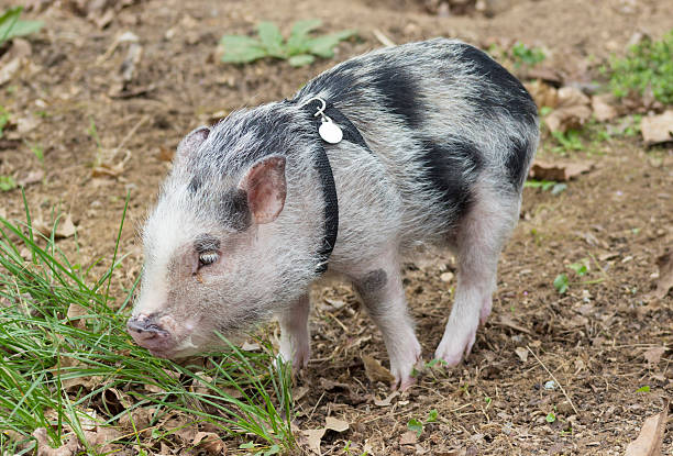 domestic pot bellied pig - hangbuikzwijn stockfoto's en -beelden