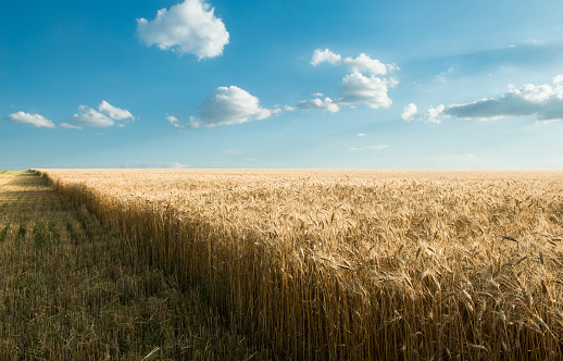 Beautiful field of wheat under the blue sky
