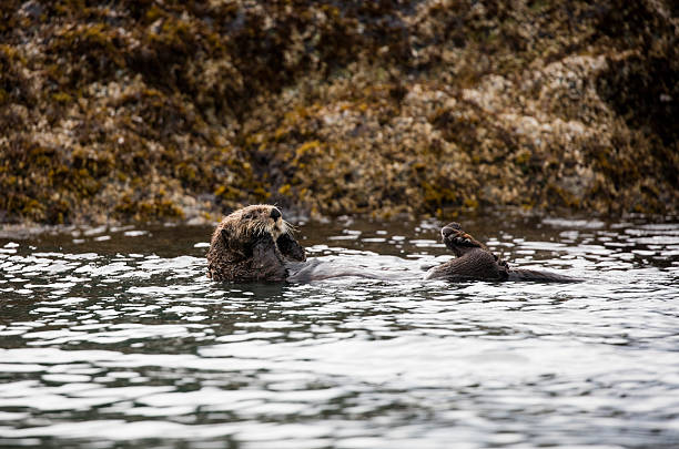 istock Sea Otter in Katchemak Bay, Alaska 577336878