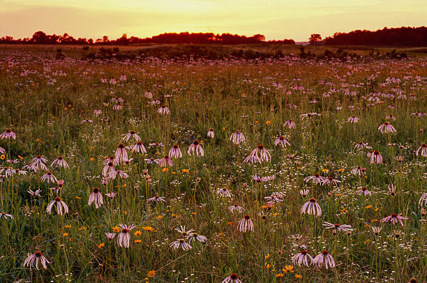 Pale Purple Coneflowers, Daisy Fleabane, and Coreopsis, Sunrise, Flanagan Prairie stock photo