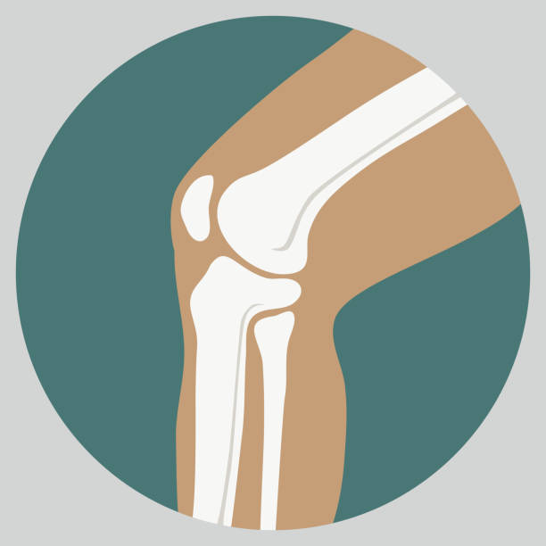 휴머니즘 무릎 관절 - cartilage patella human knee medical exam stock illustrations