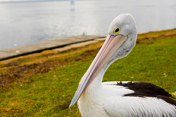 istock Pelican near the water close up 577341830