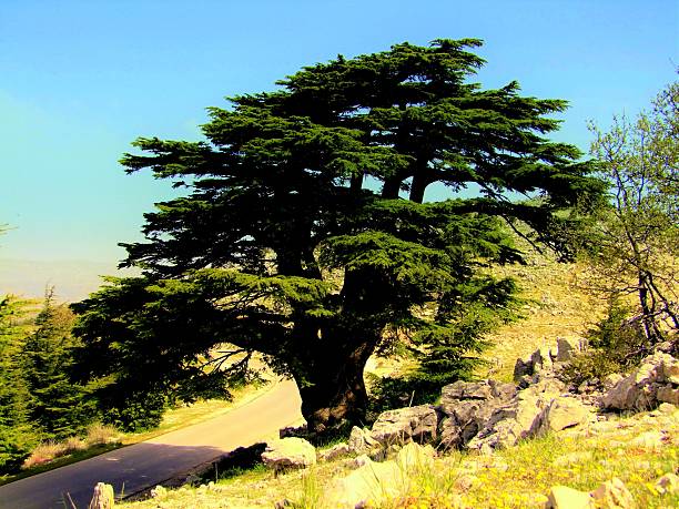 istock Al Shouf Cedar Nature Reserve, Lebanon 577344054